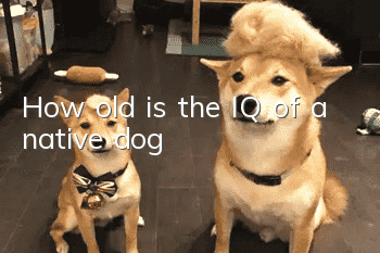 How old is the IQ of a native dog?