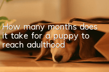 How many months does it take for a puppy to reach adulthood?
