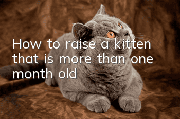 How to raise a kitten that is more than one month old