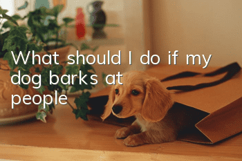 What should I do if my dog barks at people?