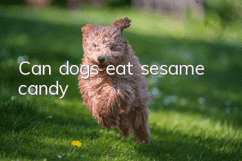 Can dogs eat sesame candy?