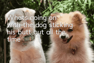 What's going on with the dog sticking his butt out all the time?