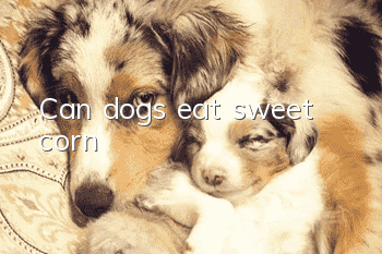Can dogs eat sweet corn?