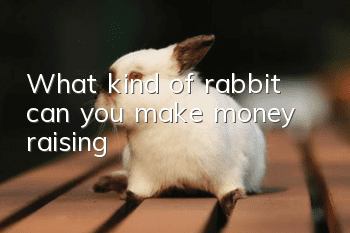 What kind of rabbit can you make money raising?