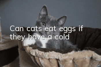 Can cats eat eggs if they have a cold?