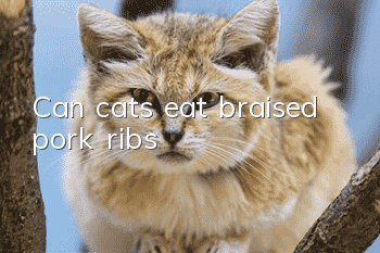 Can cats eat braised pork ribs?