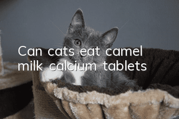 Can cats eat camel milk calcium tablets?