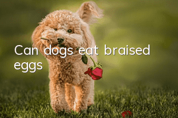 Can dogs eat braised eggs?