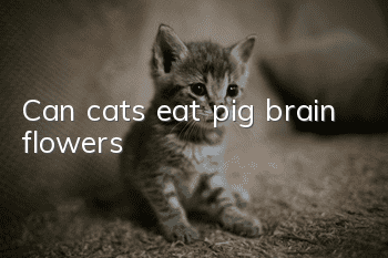 Can cats eat pig brain flowers?