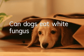 Can dogs eat white fungus?