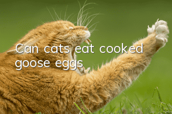 Can cats eat cooked goose eggs?