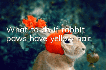 What to do if rabbit paws have yellow hair