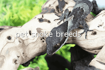 pet snake breeds