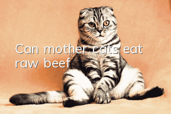 Can mother cats eat raw beef?