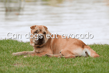 Can dogs eat avocado?