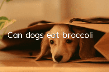 Can dogs eat broccoli?