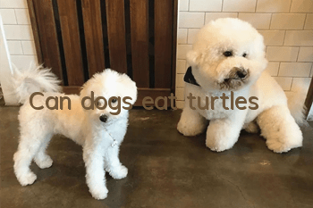 Can dogs eat turtles?