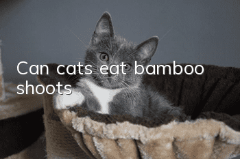 Can cats eat bamboo shoots?