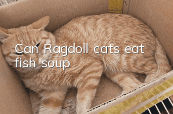 Can Ragdoll cats eat fish soup?