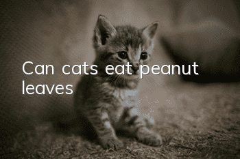 Can cats eat peanut leaves?