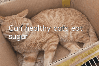 Can healthy cats eat sugar?