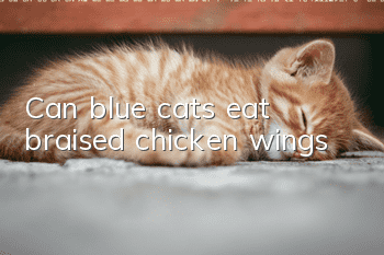 Can blue cats eat braised chicken wings?