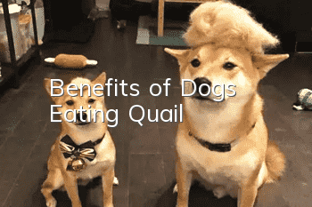 Benefits of Dogs Eating Quail