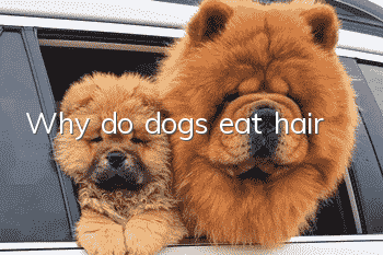 Why do dogs eat hair?