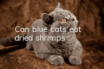 Can blue cats eat dried shrimps?