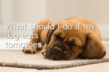 What should I do if my dog eats tomatoes?