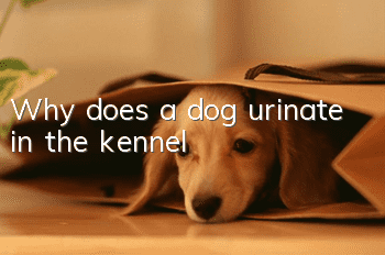 Why does a dog urinate in the kennel?