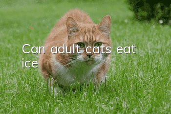 Can adult cats eat ice?