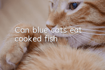 Can blue cats eat cooked fish?