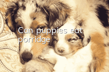 Can puppies eat porridge?