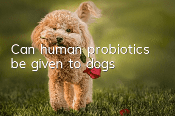 Can human probiotics be given to dogs?