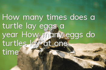 How many times does a turtle lay eggs a year? How many eggs do turtles lay at one time?