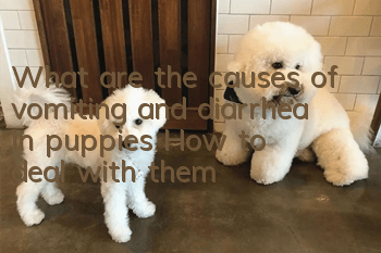What are the causes of vomiting and diarrhea in puppies? How to deal with them?