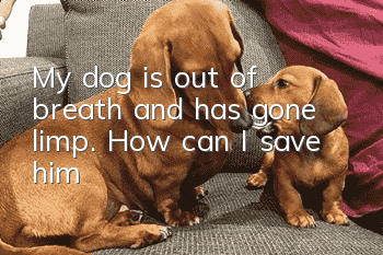 My dog is out of breath and has gone limp. How can I save him?