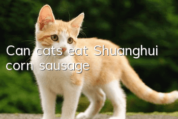 Can cats eat Shuanghui corn sausage?