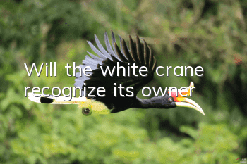 Will the white crane recognize its owner?