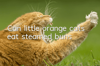 Can little orange cats eat steamed buns?