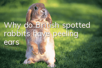 Why do British spotted rabbits have peeling ears?