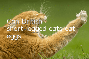 Can British short-legged cats eat eggs?