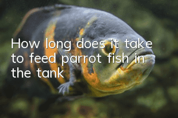 How long does it take to feed parrot fish in the tank?