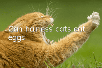 Can hairless cats eat eggs?