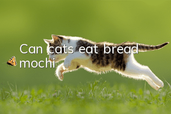 Can cats eat bread mochi?