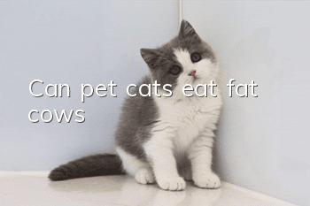 Can pet cats eat fat cows?