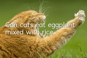 Can cats eat eggplant mixed with rice?