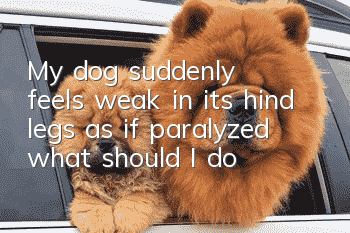 My dog suddenly feels weak in its hind legs, as if paralyzed, what should I do?