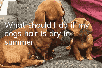 What should I do if my dog’s hair is dry in summer?